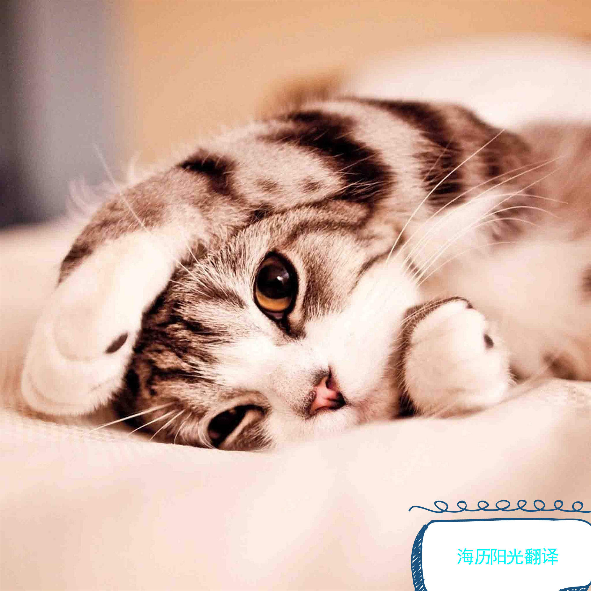 1718064623772271.jpg 動(dòng)物.jpg